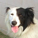 Colin was adopted in 2003